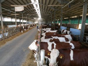 vaci rasa MONTBELIARDE