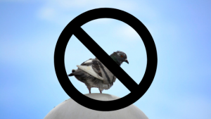 aparate-anti-porumbei