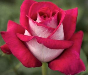 Famous Roses
