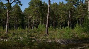 habitat specie