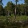 habitat specie