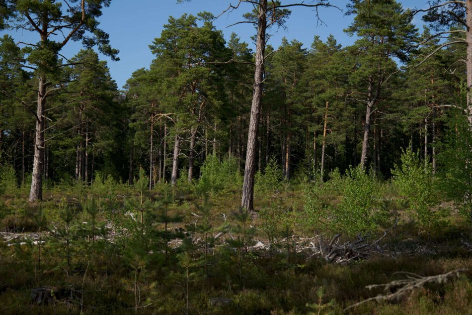habitat specie