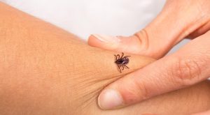 Mușcătura de căpușă și boala Lyme: ce faci după