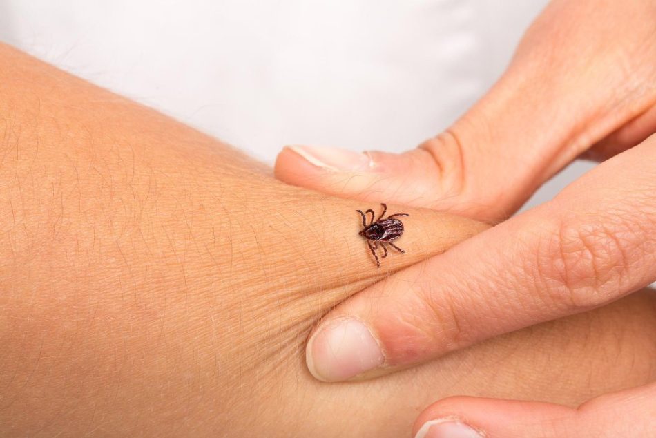 Mușcătura de căpușă și boala Lyme: ce faci după