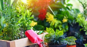 Pergolă simplă din lemn pentru plante cățărătoare: schiță, dimensiuni și alegerea plantelor