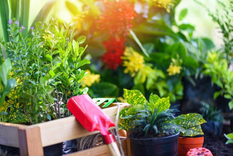 Pergolă simplă din lemn pentru plante cățărătoare: schiță, dimensiuni și alegerea plantelor